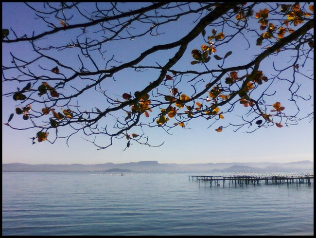 Amendoeira no Ribeirão da Ilha. DVeras, julho de 2009