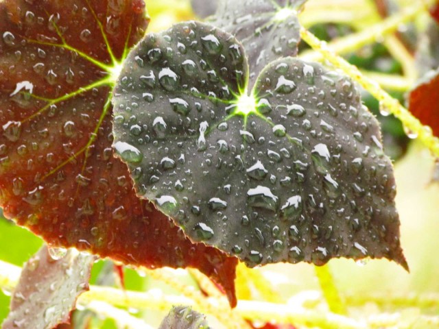 Chuva nas folhas